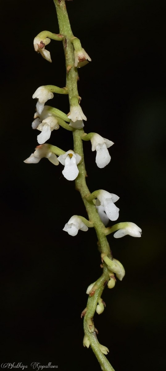 Schoenorchis tortifolia (Jayaw.) Garay